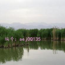Ҹ