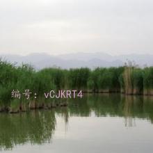 Ʋ