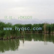 α
