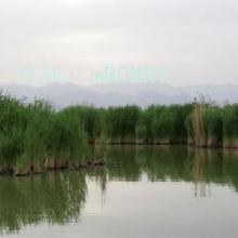 ά