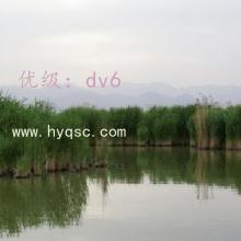α