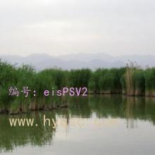 α
