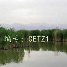 Ʋ