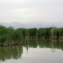 ά