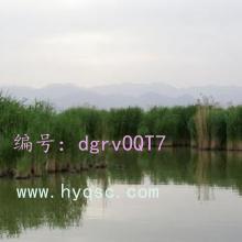 ά